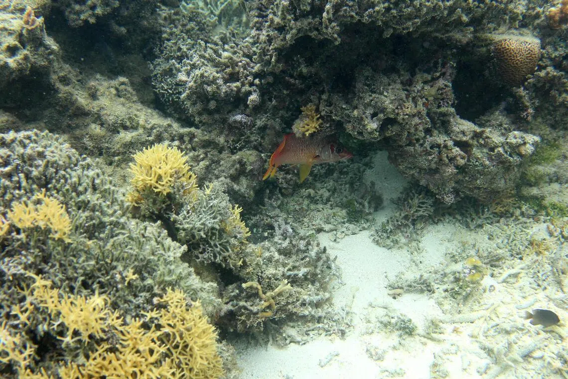 Corals are heat sensitive and particularly vulnerable to human-driven climate change, which is warming the world’s oceans and increasing the frequency and intensity of damaging bleaching events.