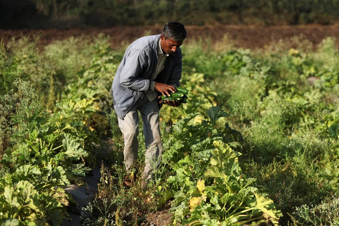 India raises fertiliser subsidy as costs soar after Middle East war