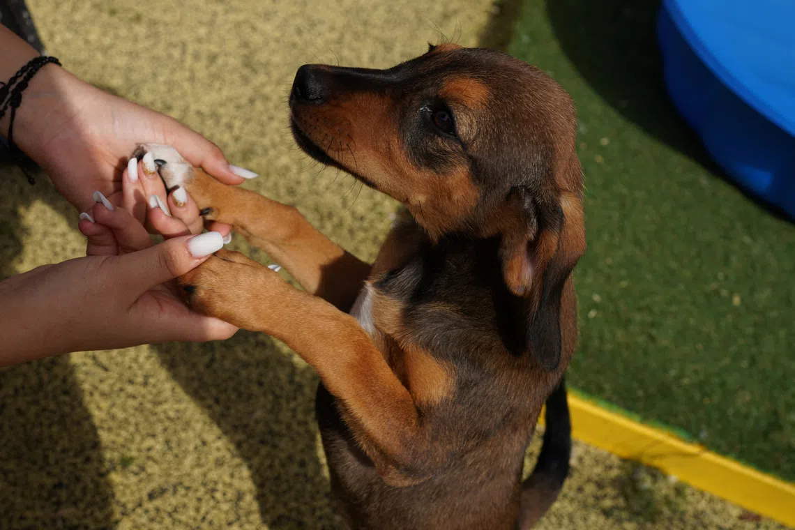Romanian shelter offers an alternative to stray dog culls