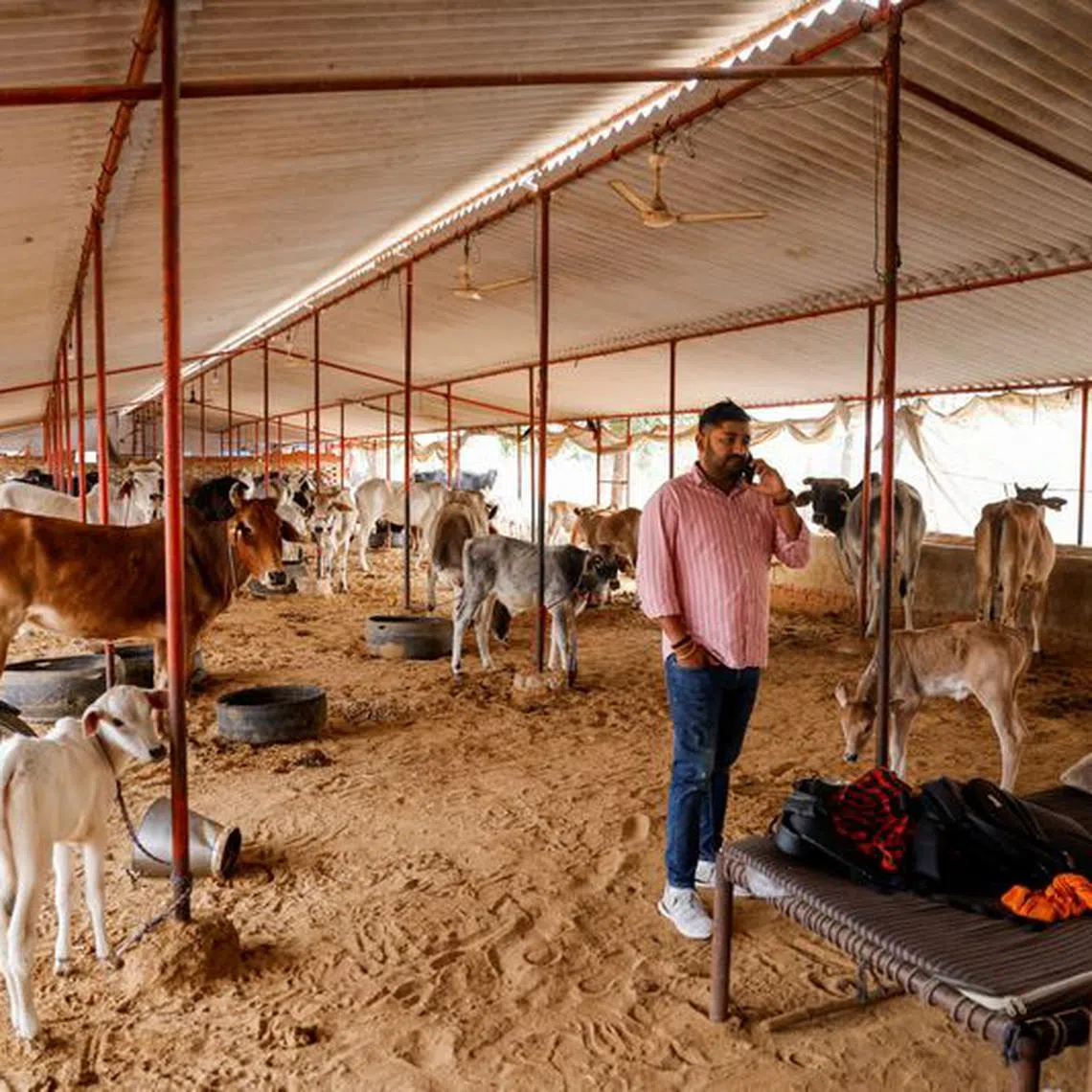 Vishnu Dabad, 30, a Gau Rakshak or a cow protector and politician with the regional political party Jannayak Janta Party(JJP), speaks on his mobile phone at a cow shelter, run by him for injured and sick cows, in Chamdhera village, Haryana, India, November 10, 2023. REUTERS/Anushree Fadnavis