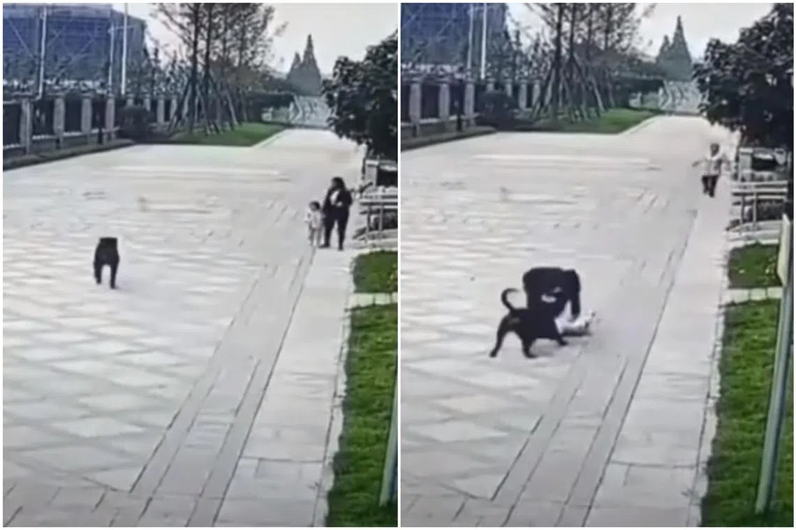 A two-year-old girl was attacked by the unleashed rottweiler in Chengdu, Sichuan province on Oct 16.