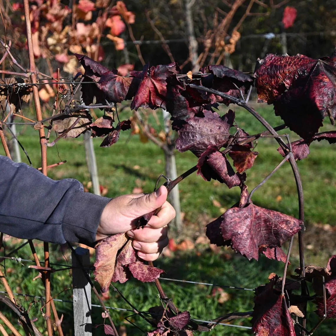 An outbreak of the flavescence doree disease has ravaged Europe's wine regions, including in Hungary.