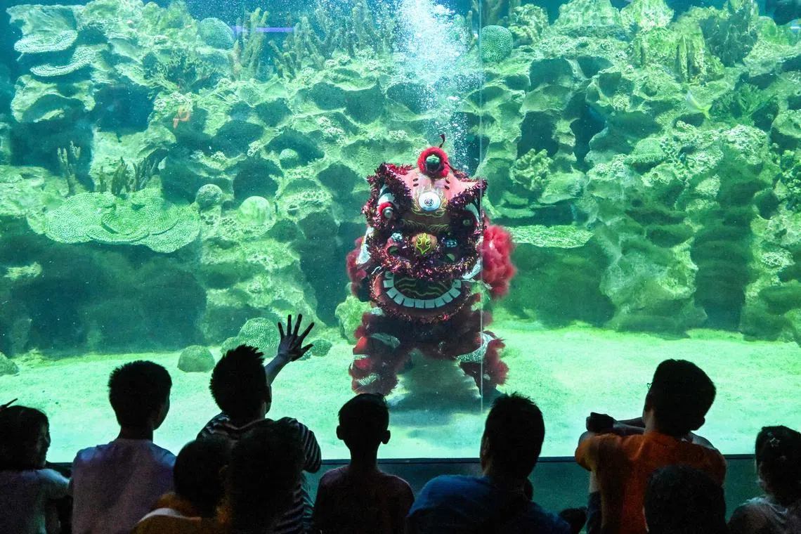 Visitors watching as costumed divers perform the traditional Chinese lion dance at the Aquaria KLCC oceanarium in Kuala Lumpur, on Jan 26, 2025.