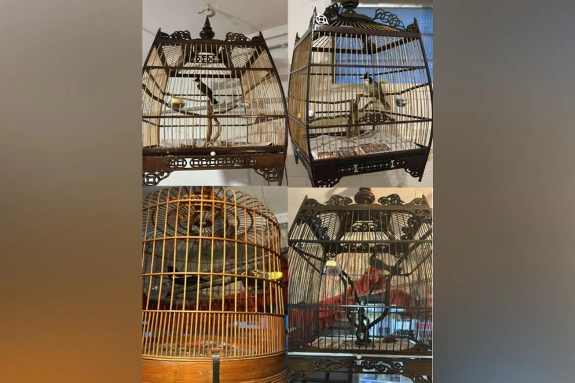 Birds, cages and cash amounting to about $7,200 were allegedly stolen from the premises.