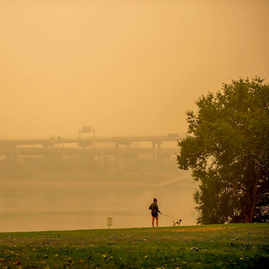 Experts recommend that pet owners take some simple steps to protect their animals from air pollution, lead paint and other environmental toxins. 