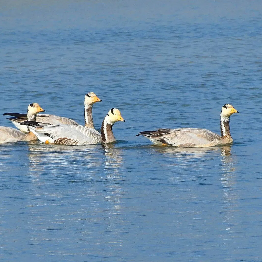Bar-headed geese on the Banganga River in Kapilvastu district.
