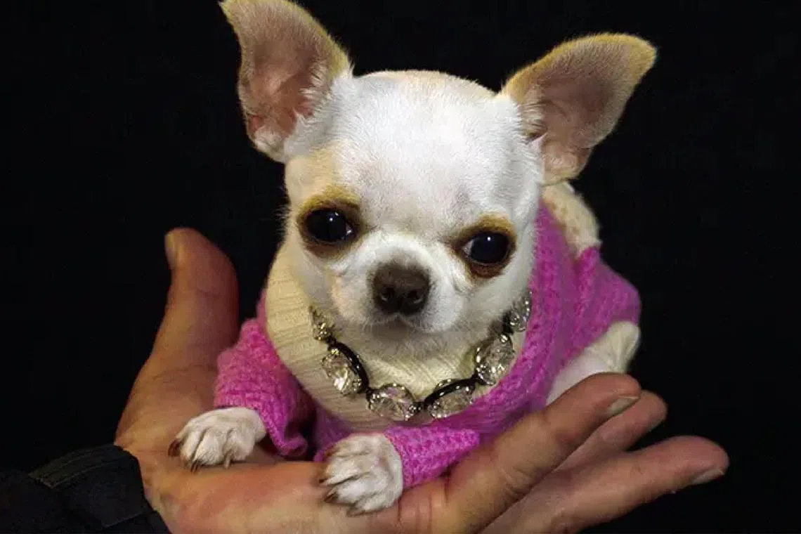 A two-year-old female Chihuahua named Pearl is now officially the world’s shortest dog living.