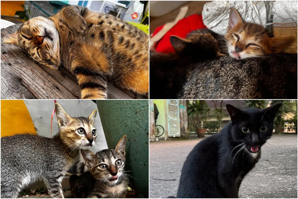 Over 100 cats reside in the stables at Singapore Turf Club.