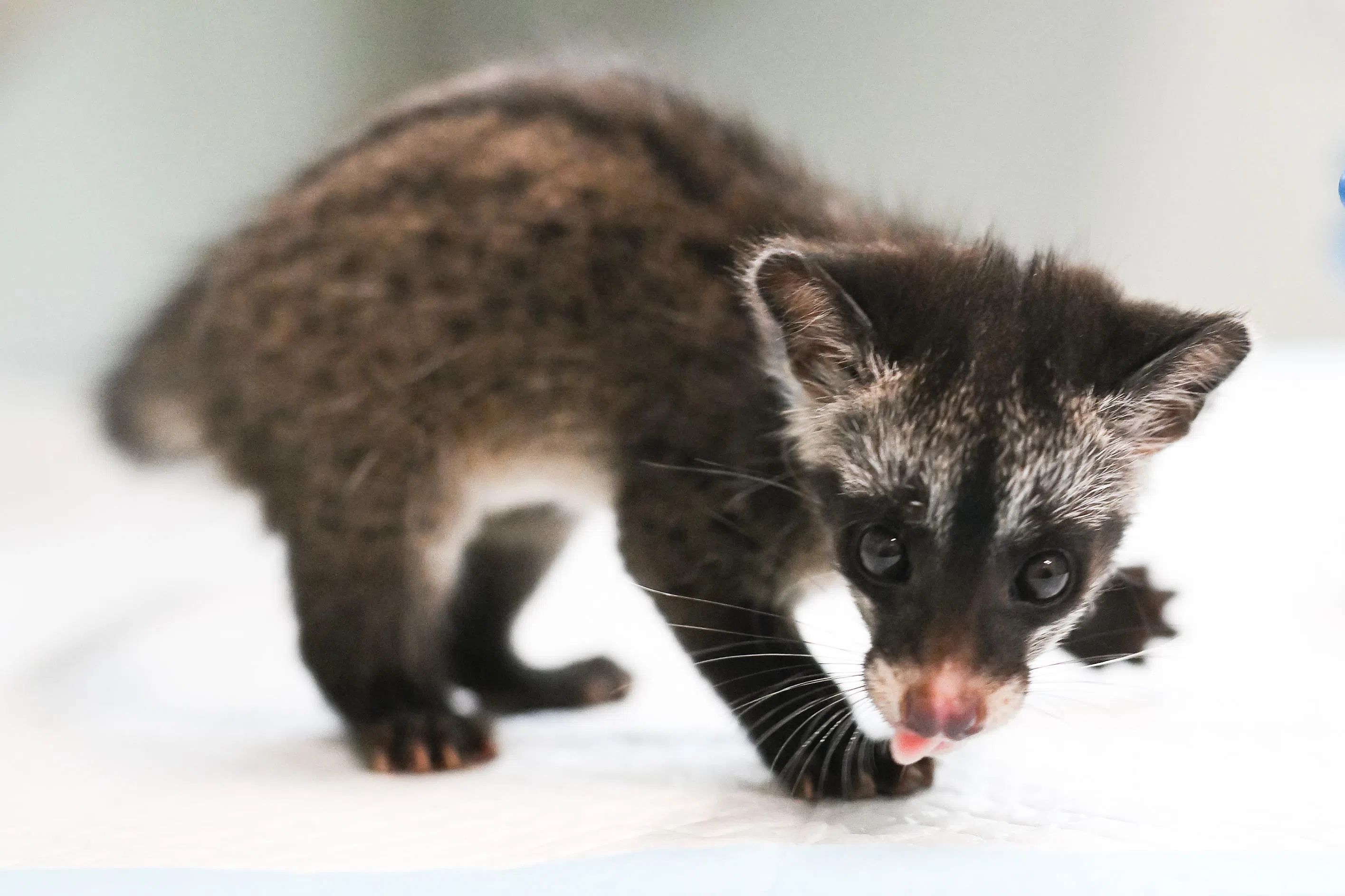 One of the three common palm civet babies inside one of the wards at the new Mandai Wildlife Centre.
