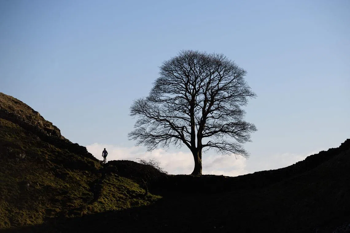 The “Sycamore Gap” tree stood at the centre of a dramatic dip in the landscape alongside the historic Hadrian’s Wall.