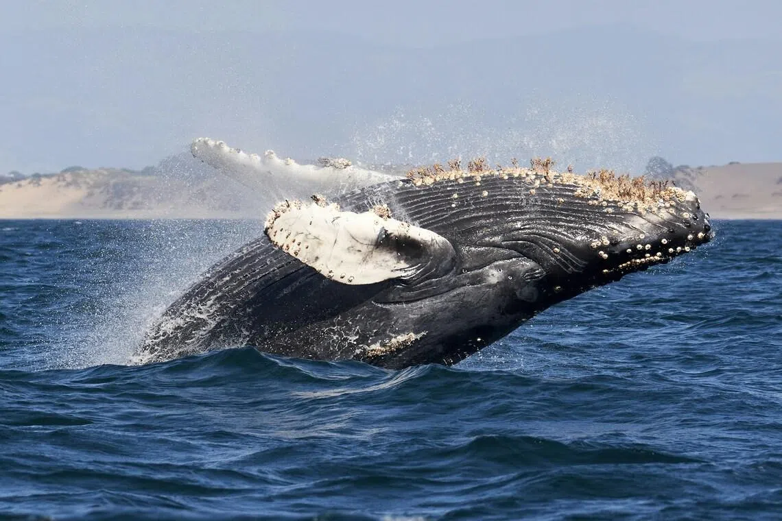 The work by a team of international scientists used tens of thousands of images taken of whale tales to identify the two vast sea-dwelling mammals and reveal they had popped up on both sides of the world.
