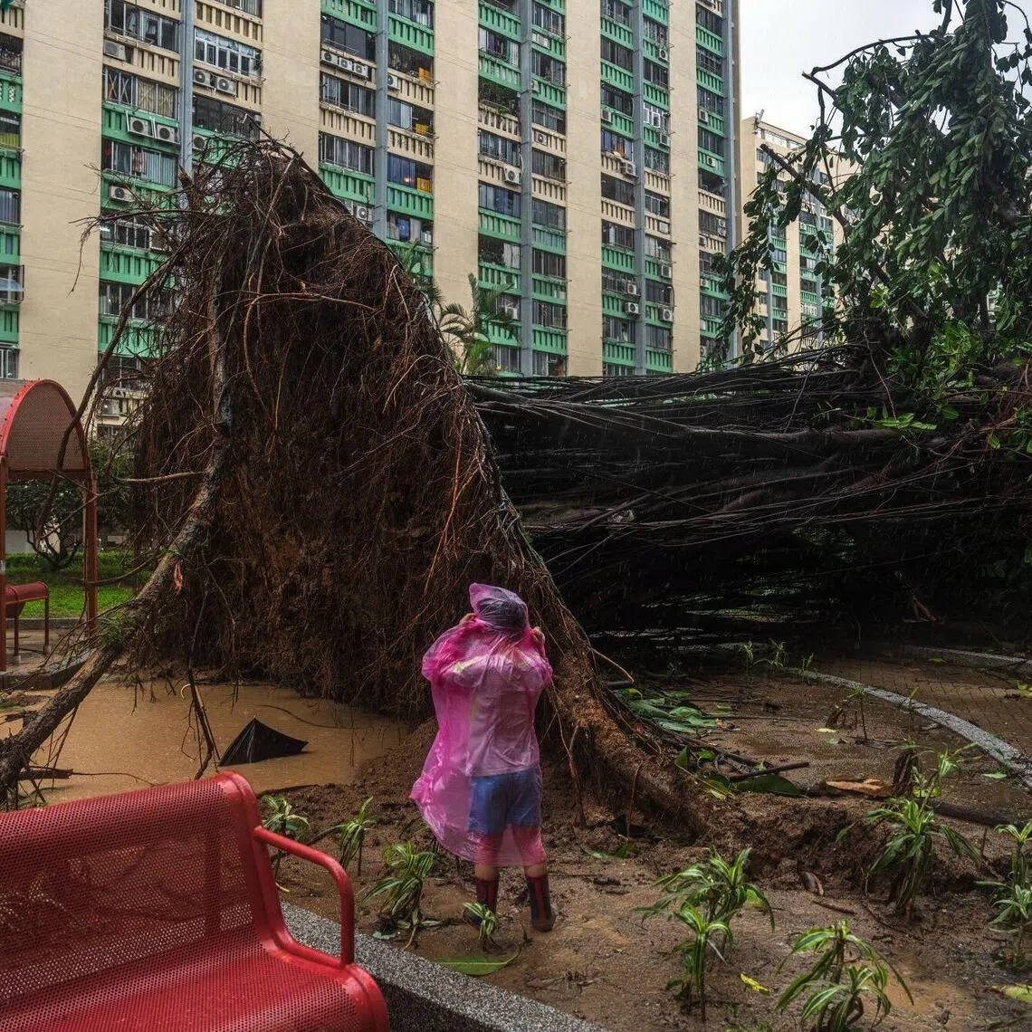 A fallen tree at Oi Man Estate in Ho Man Tin area during Super Typhoon Ragasa in Hong Kong, on Sept 24.