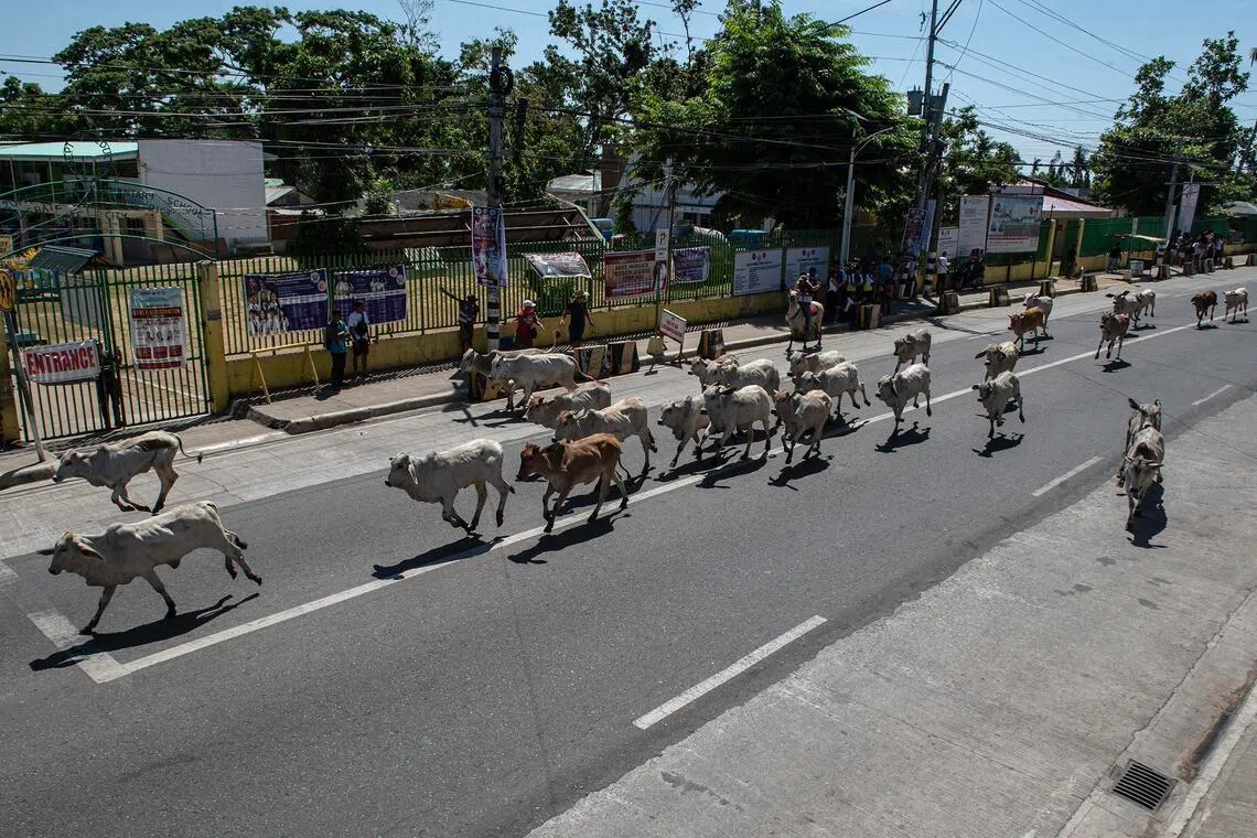 During the cattle drive on April 14, organisers recreate the historic route that the animals used to take around the city, going to the city’s port during colonial times.