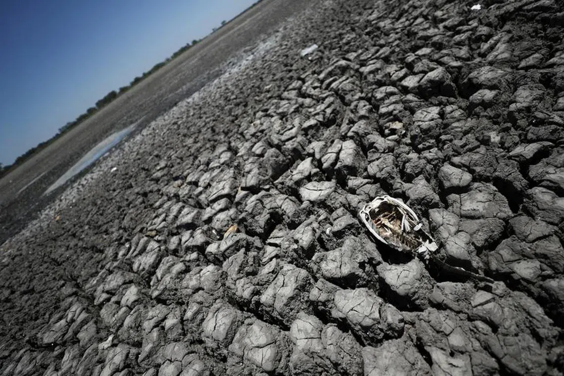 FILE PHOTO: The skeleton of a fish is seen in the Navarro lagoon, which dried up due to the climate phenomenon La Nina, in Navarro, in Buenos Aires province, Argentina December 5, 2022. REUTERS/Agustin Marcarian/File Photo
