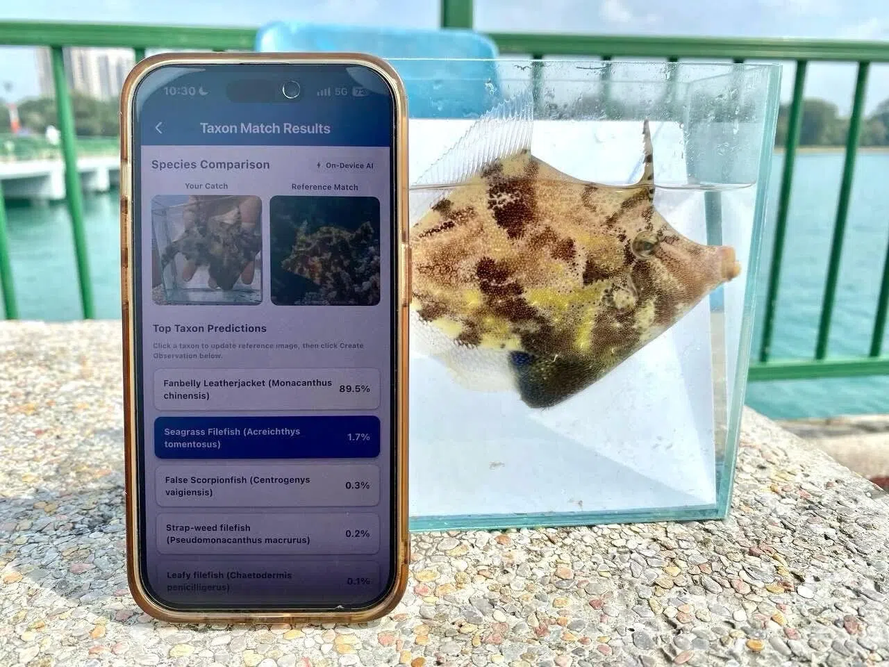 The SGFish app built by volunteers of the Ichthyological Society of Singapore.