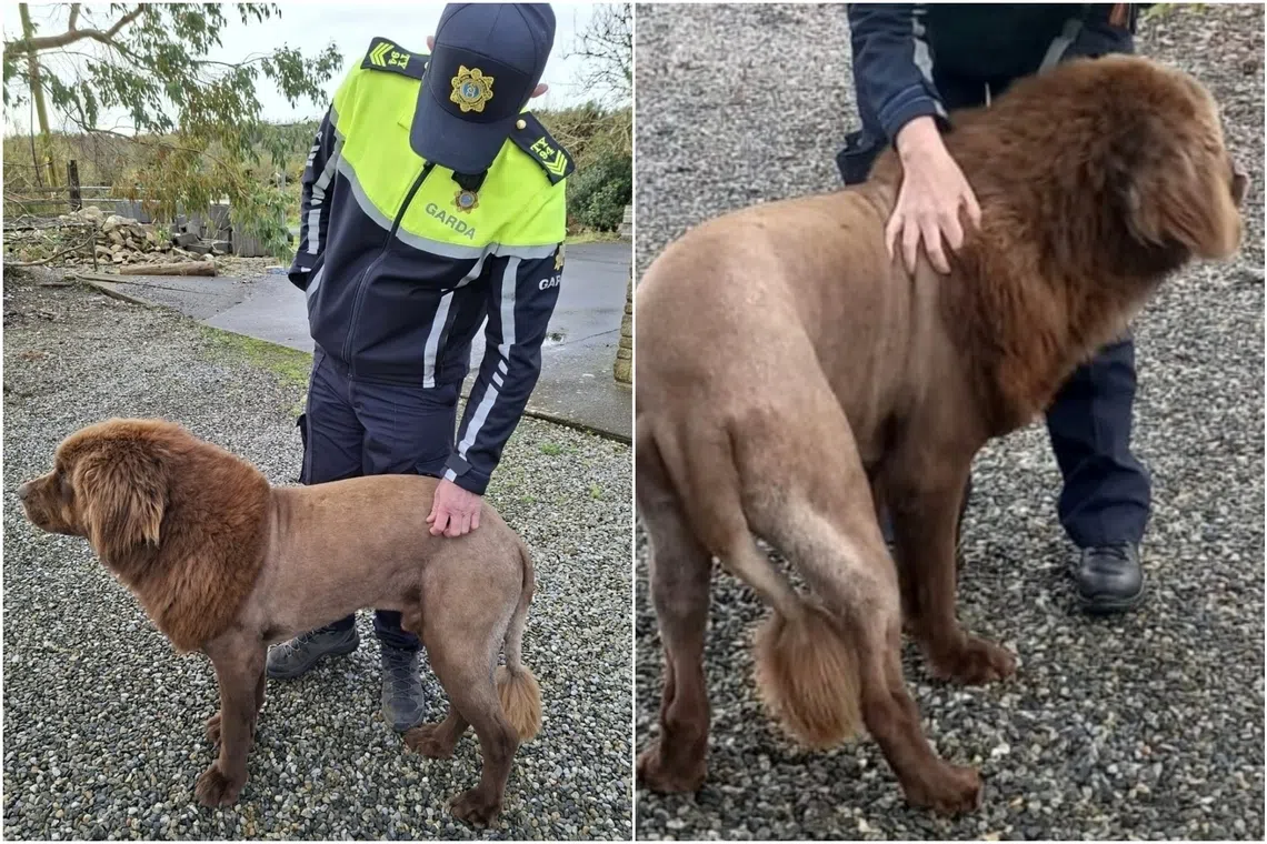 Despite the proximity to Halloween, it is still unclear why Mouse, the Newfoundland dog, had been groomed to look like a lion.