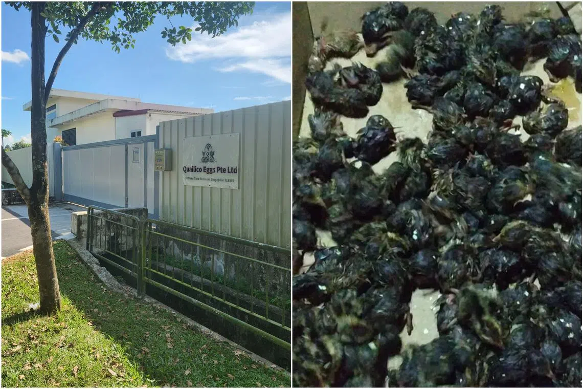 Acres found the 106 live quail chicks in the green rubbish bin in outside Singapore’s only licensed quail farm, Quailico Eggs.