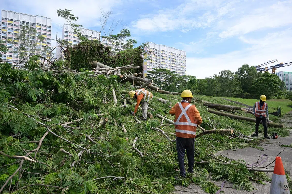 Workers clearing the fallen trees along Choa Chu Kang Grove on Sept 18, 2024.