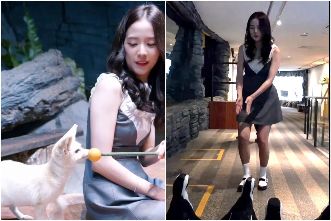 On Aug 21, VisitSingapore dropped on its social media pages a 50-second video of Jisoo at the reserve.