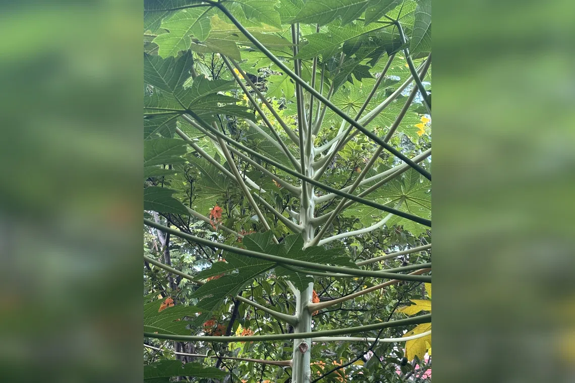 This plant is not producing fruit as it has no male flowers.
