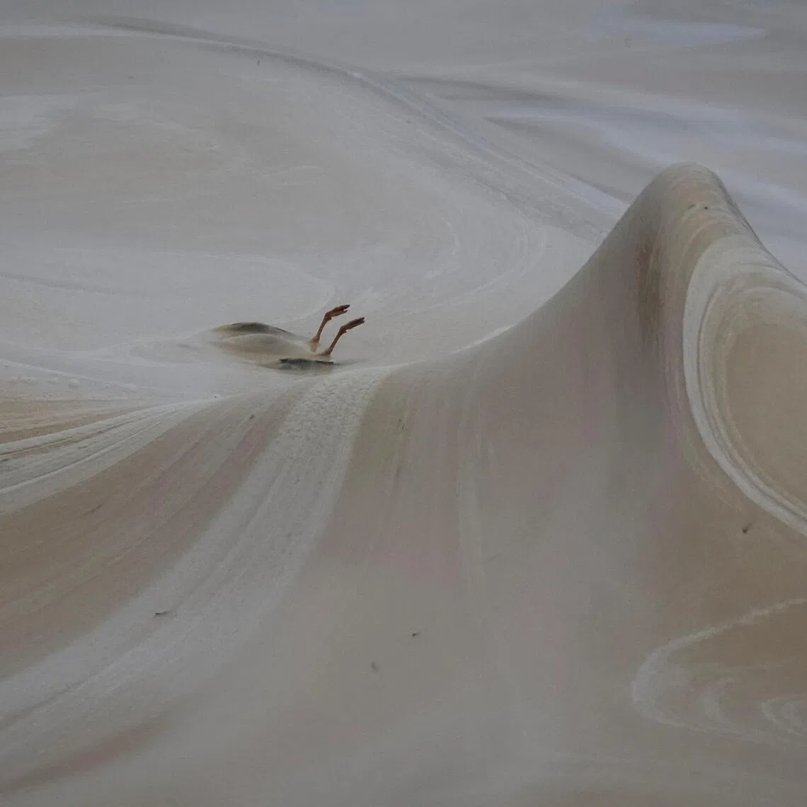 A dead bird lies covered in sunflower oil on Dec 24, following a spill from a port terminal that was hit by a Russian missile and drone attack in the southern Ukrainian city of Odesa.