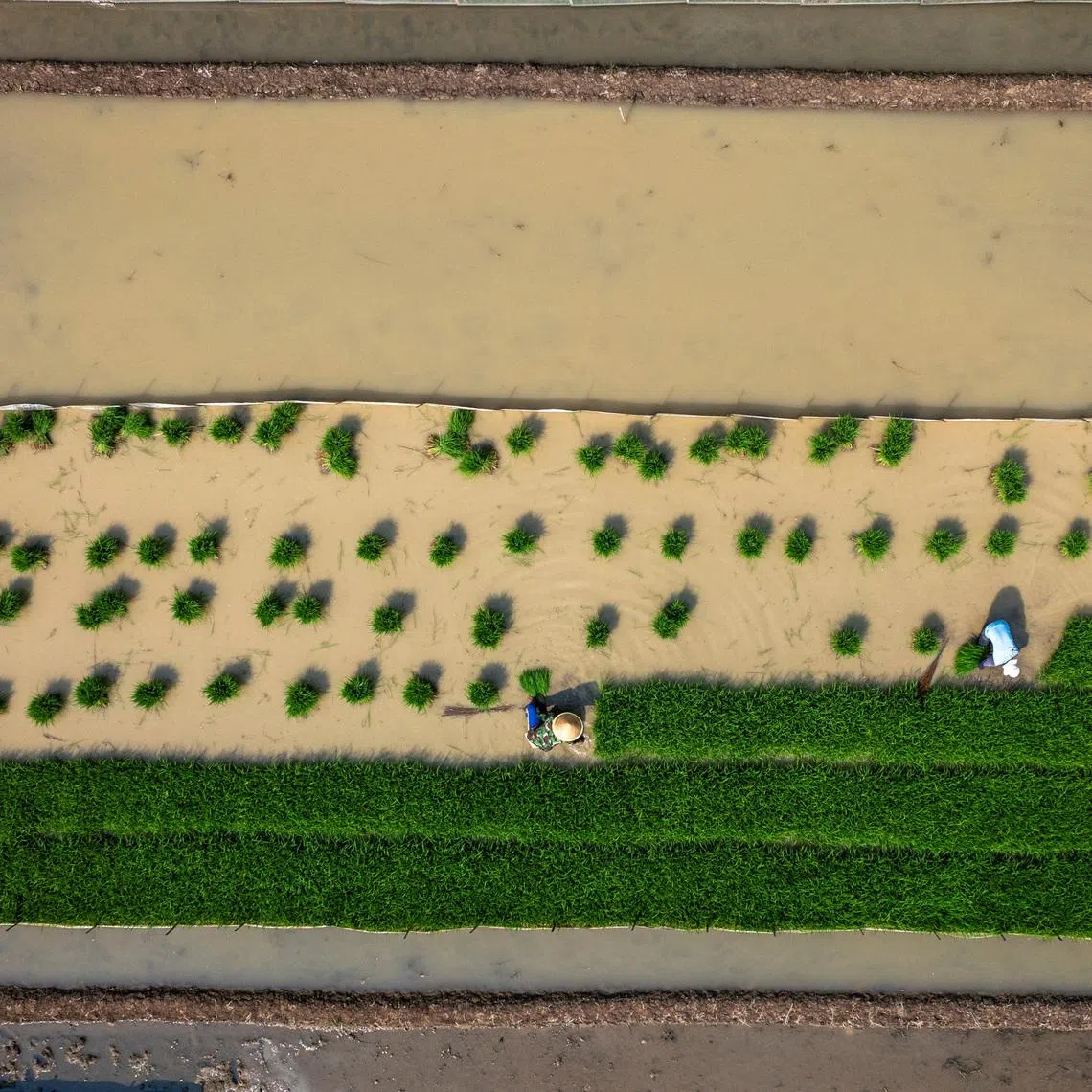 Drone view shows farmers planting rice seedlings in a paddy field, as the government urged farmers to immediately replant their plots, responding to the erratic forces of weather for a possible prolonged dry spell linked to El Nino, in Cirebon regency, West Java province, Indonesia, June 3, 2026. REUTERS/Willy Kurniawan