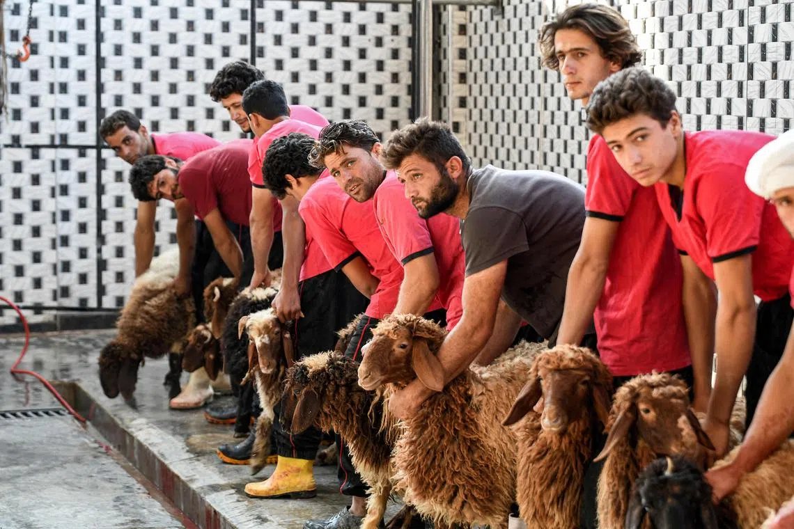 Men prepare to slaughter sheep during the Muslim feast of Eid al-Adha in the rebel-held town of Atme in Syria's northwestern Idlib province on June 28, 2023. Known as the "big" festival, Eid Al-Adha (Feast of Sacrifice) is celebrated each year by Muslims sacrificing various animals according to religious traditions, including cows, camels, goats and sheep. (Photo by Rami al SAYED / AFP)