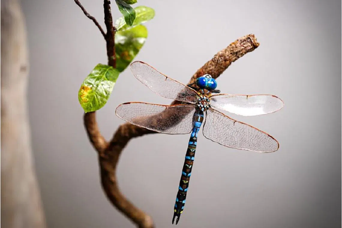 csbordalo01 - Life-in-Death  PHOTO: Cheok Keng Lye