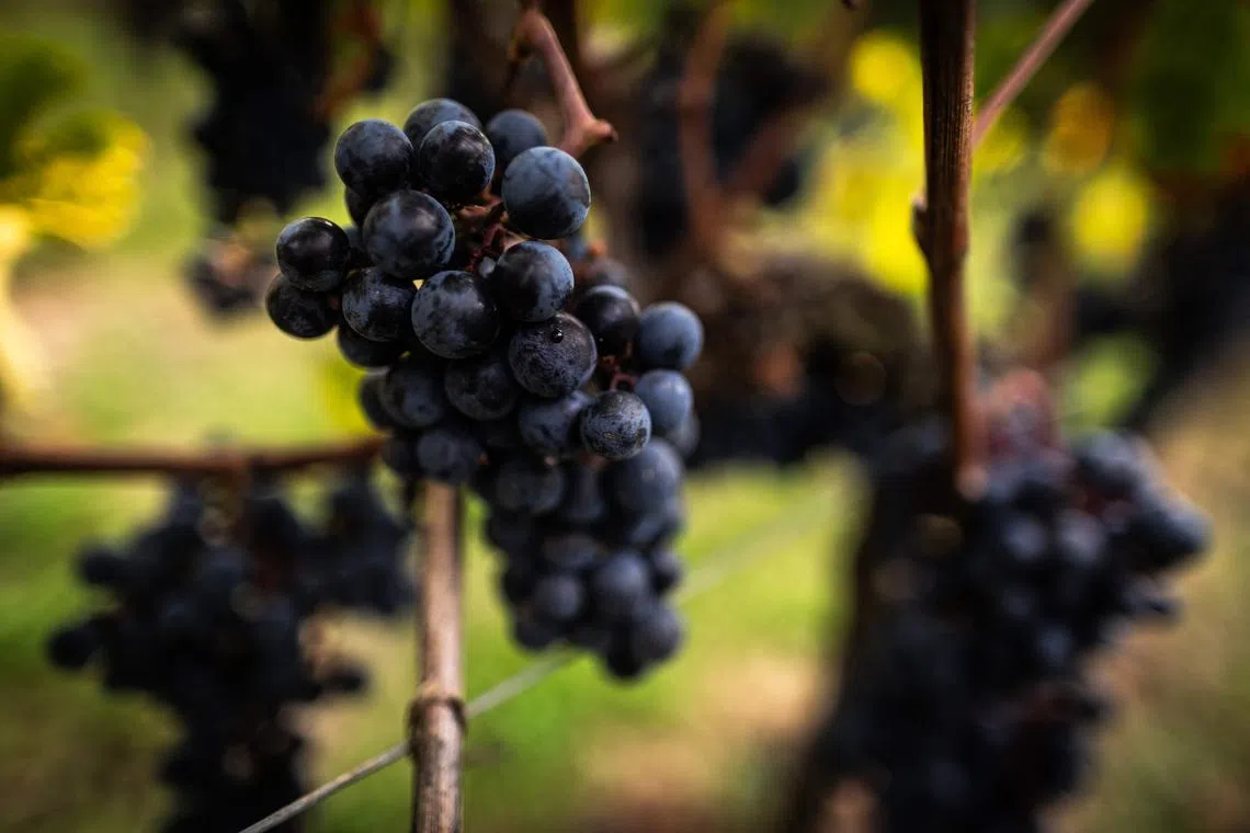 Like other crops, including cereals, grapes have suffered from heavy rainfall in France over the past year.