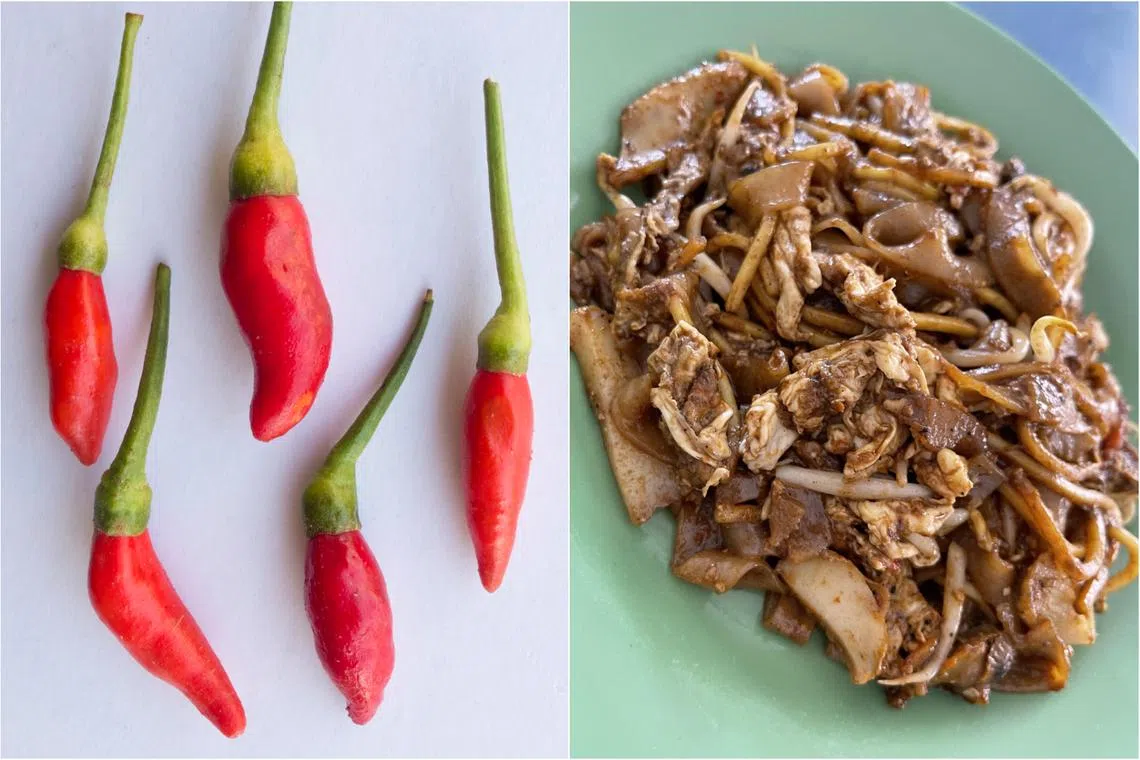 Chilli may well be Singapore’s most indispensable and omnipresent culinary ingredient. It can be a make-or-break, says the writer.