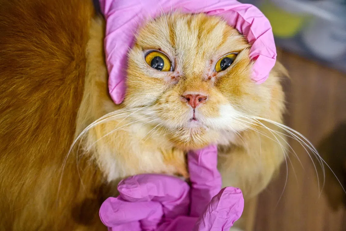 A vet doing his checks on a cat before administering a rabies vaccine, in Banda Aceh, on Oct 16, 2025. 