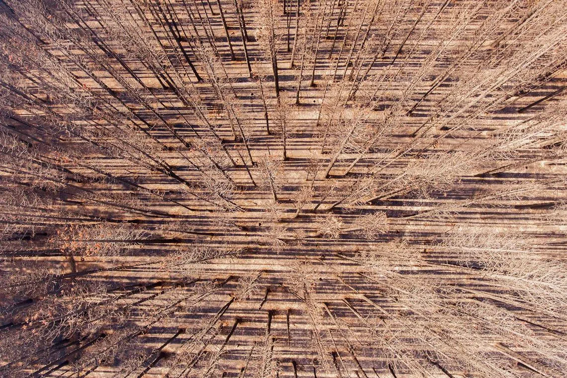 Aerial view of burned trees in the mountains of Mallin Ahogado near to El Bolson, in the Patagonian province of Rio Negro, Argentina, on February 9, 2025. Bushfires that have been burning in Argentine Patagonia since December, have covered more than 25,000 hectares according to official reports. (Photo by Martin LEVICOY / AFP)