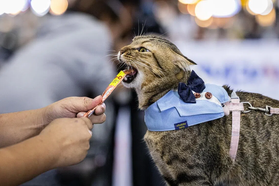 Kimmon competes in a speed eating contest during the four-day Thailand International Pet Variety Exhibition in Bangkok on Oct 10.