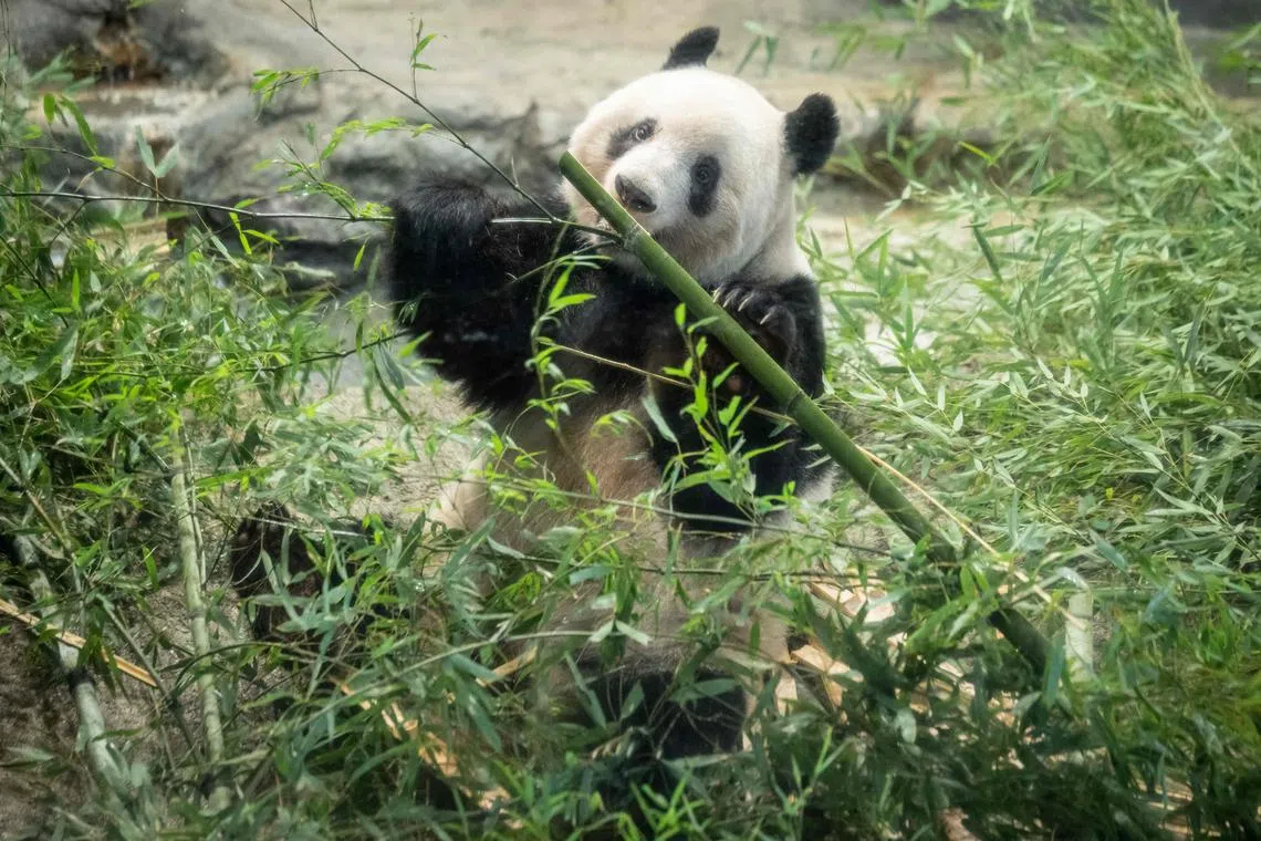 Female giant panda cub Xiang Xiang eating bamboo ahead of her return to China, at Tokyo Ueno Zoo, on Feb 19, 2023.