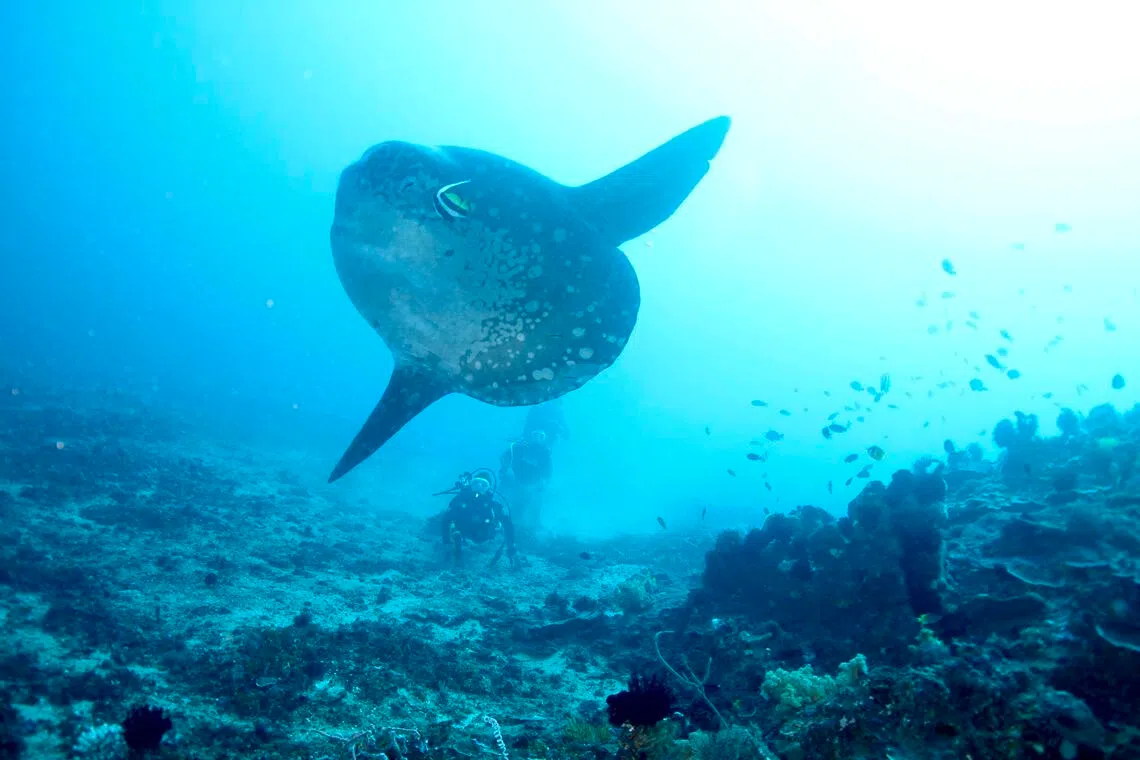 The writer observes a mola mola in waters off Bali, Indonesia.