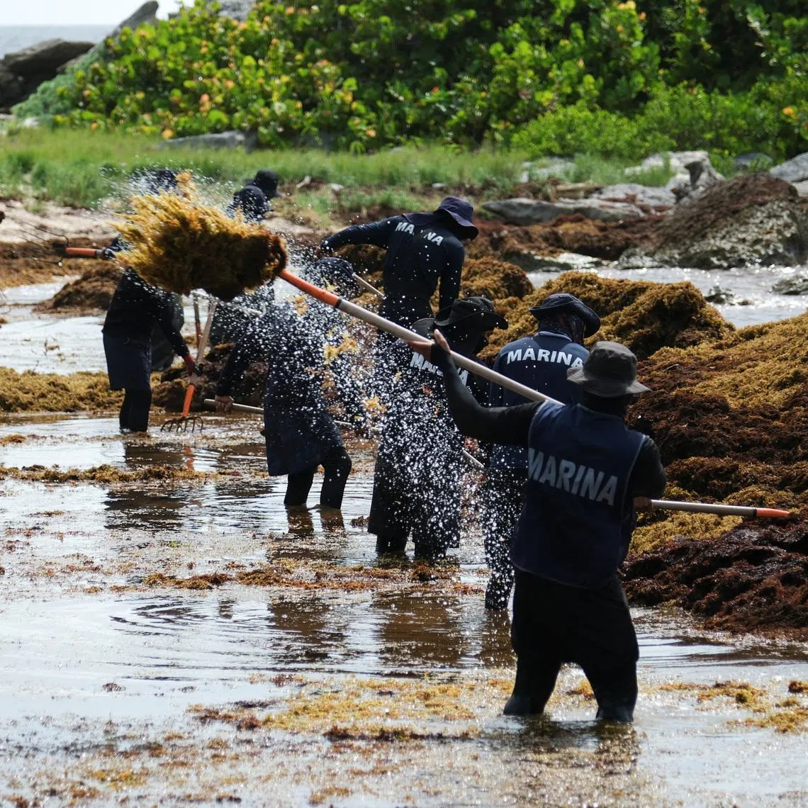 Members of the Mexican Navy collect sargassum seaweed from a beach in the hotel zone in Tulum on July 22.