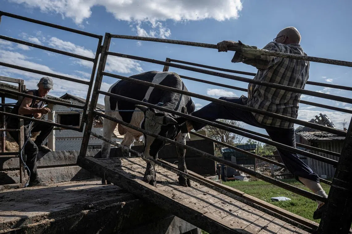 Yurii Maliovanyi, a local farmer, loads a cow into a trailer as he tries to evacuate the few remaining from his herd of more than 30 cows killed by Russian shelling, amid Russia's attack on Ukraine, in the village of Basivka near the Russian border in Sumy region, Ukraine August 11, 2024. REUTERS/Viacheslav Ratynskyi