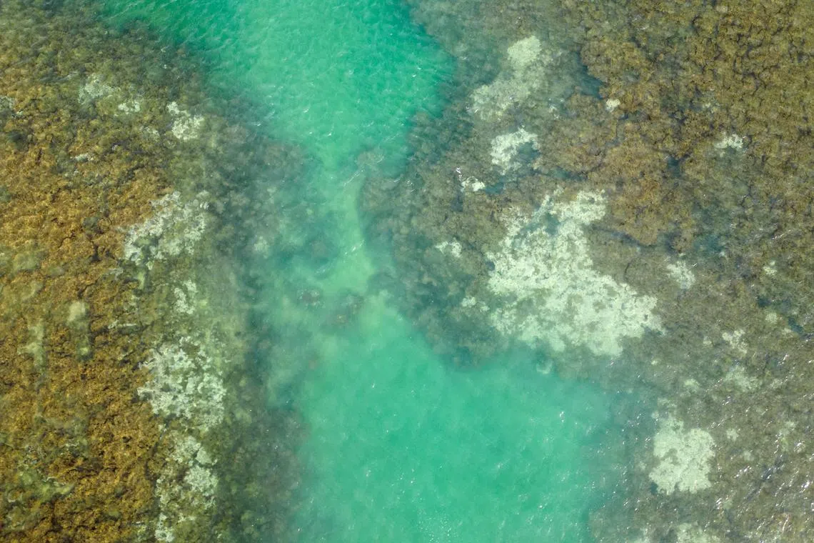 FILE PHOTO: A drone view shows bleached corals on the reef at the Costa dos Corais, in Japaratinga, in the State of Alagoas, in Brazil, April 16, 2024. REUTERS/Jorge Silva/File Photo