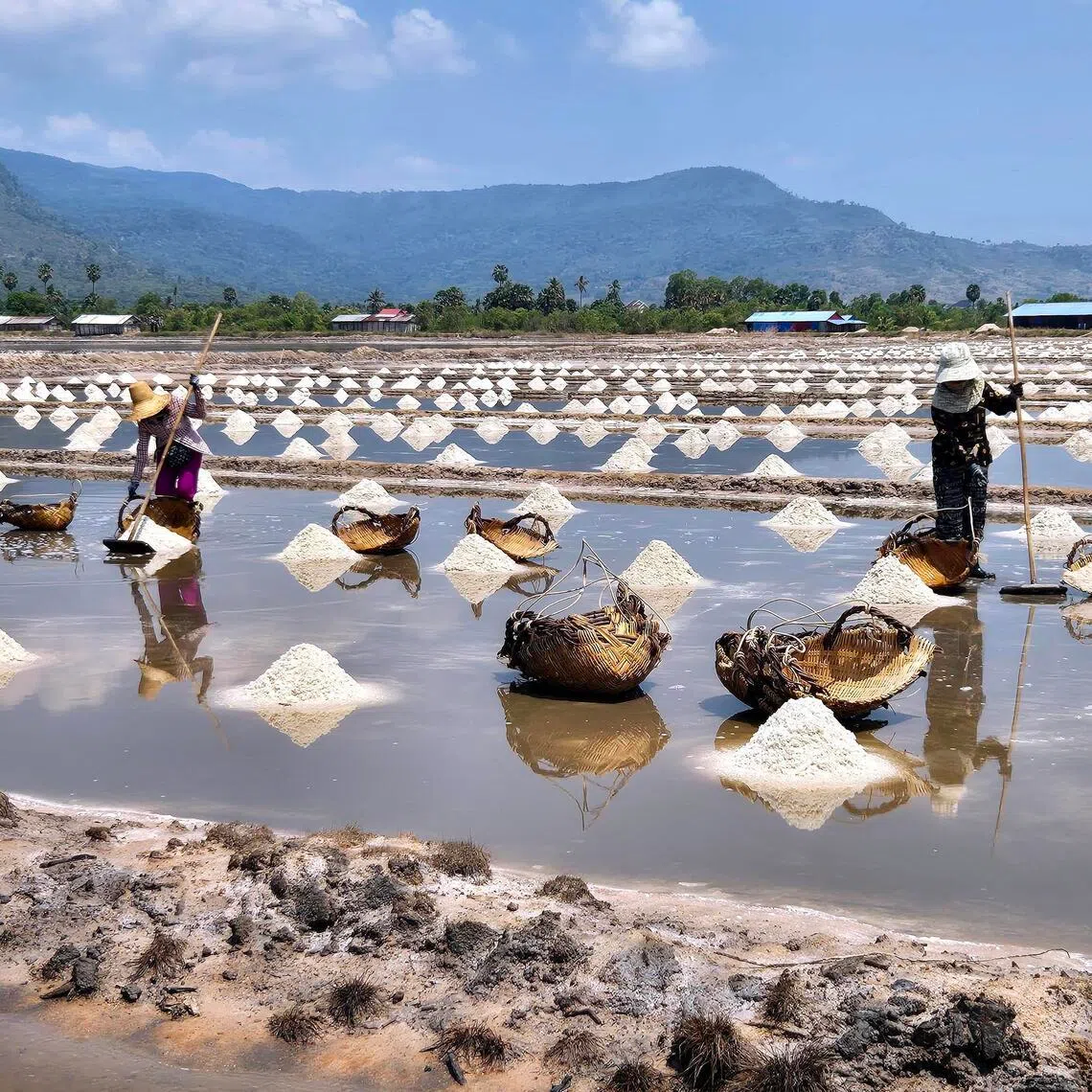 At Boeung Tuk salt farm in Kampot, women covered in hats and scarves toil in the sun to harvest heaps of salt. The salt is sold domestically and also to overseas markets.