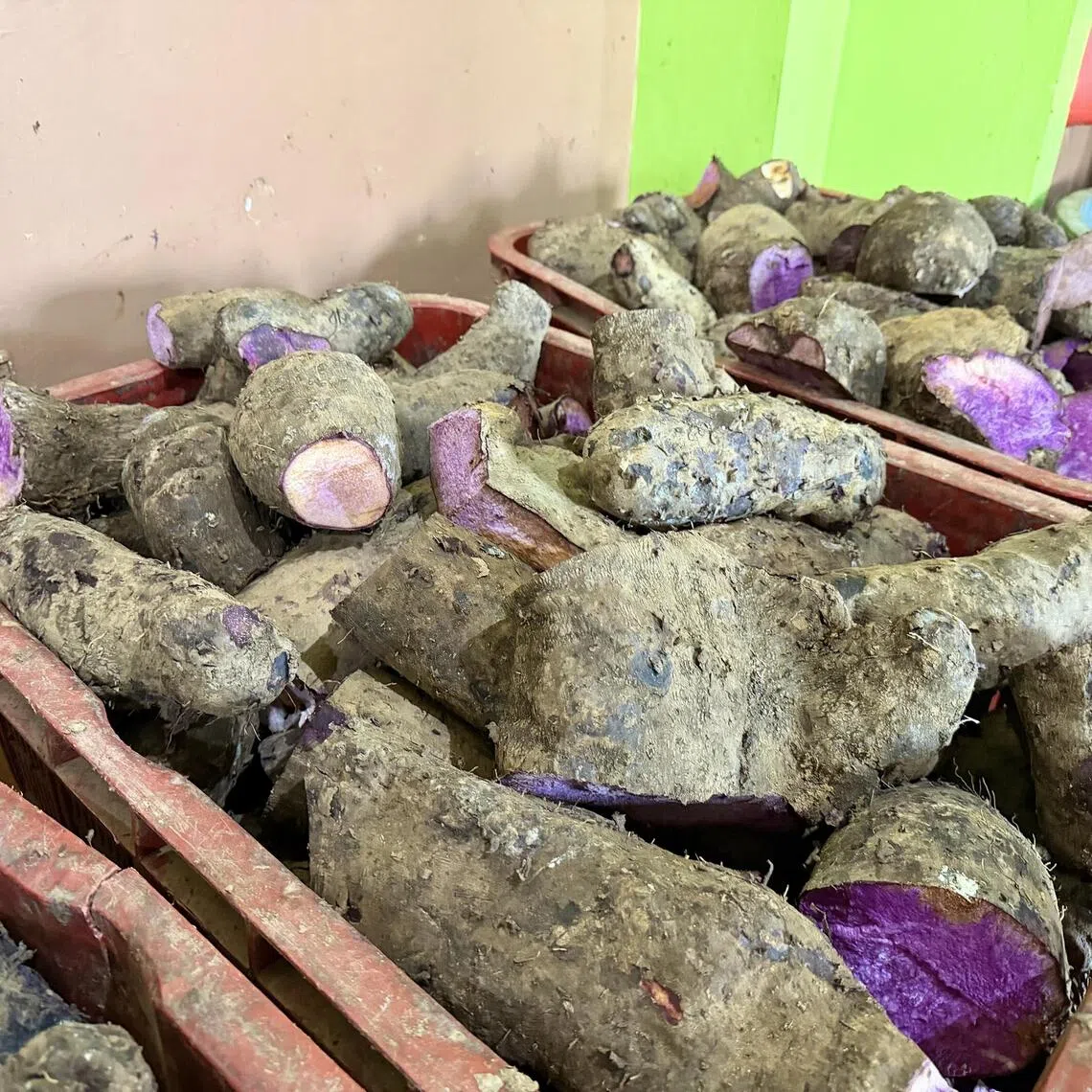Ube is increasingly sought by processors and overseas buyers, but planting materials needed to expand production are limited.