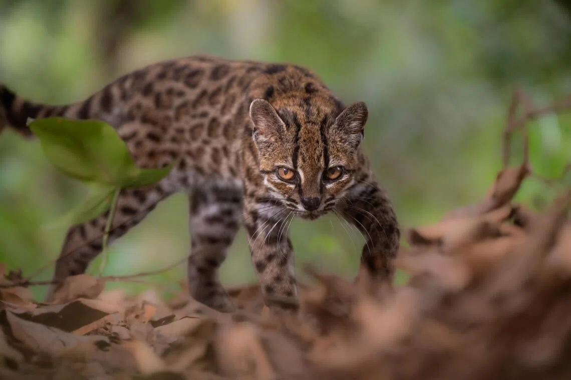 New cat species identified in Bolivia, first in over a century