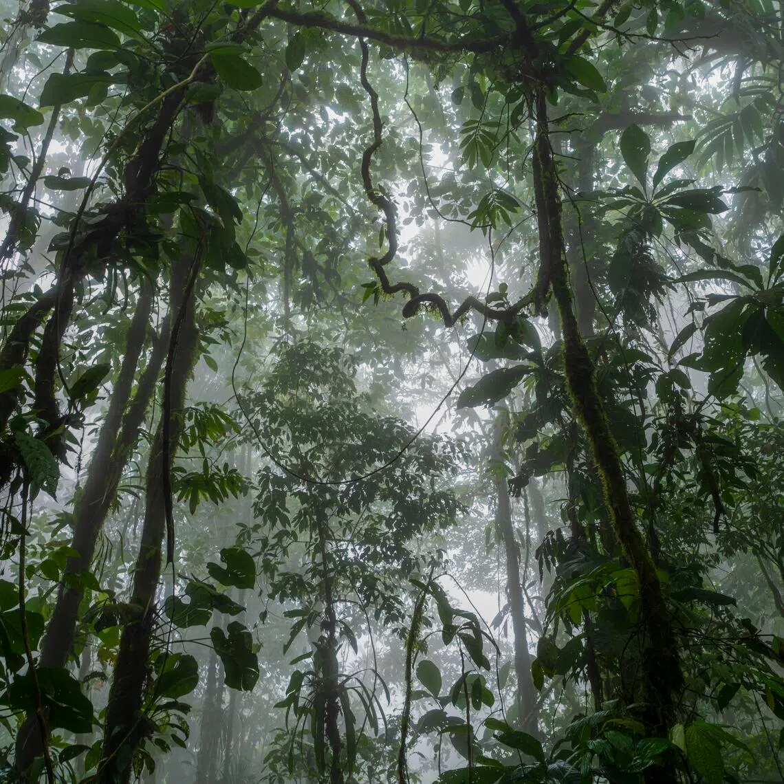 Scientists long believed it would take more than a century for animals to return to deforested land. 