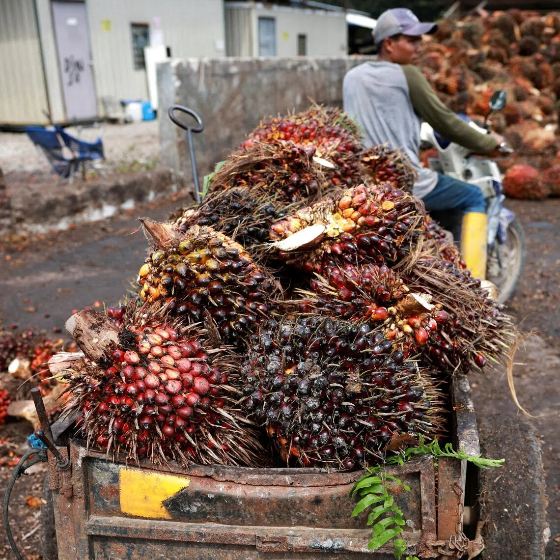 Palm production in Malaysia had initially been expected to be curbed by volatile weather.