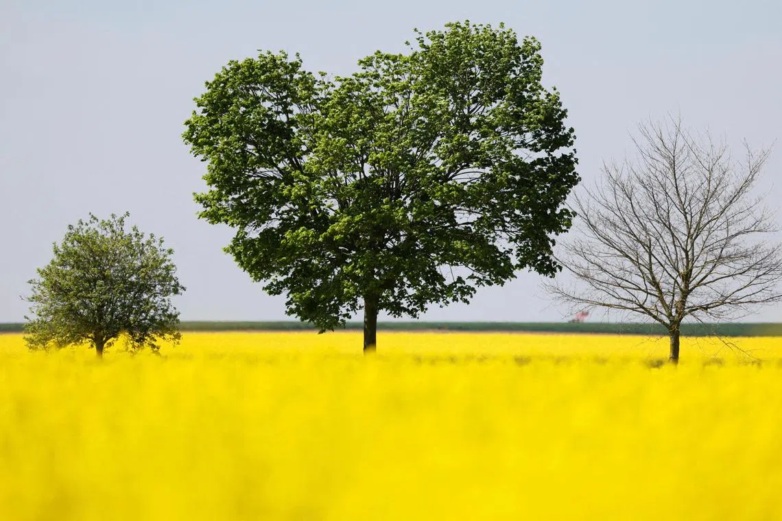 Trees stand in a yellow rapeseed field in Ramillies near Cambrai, France, on May 3, 2023. 