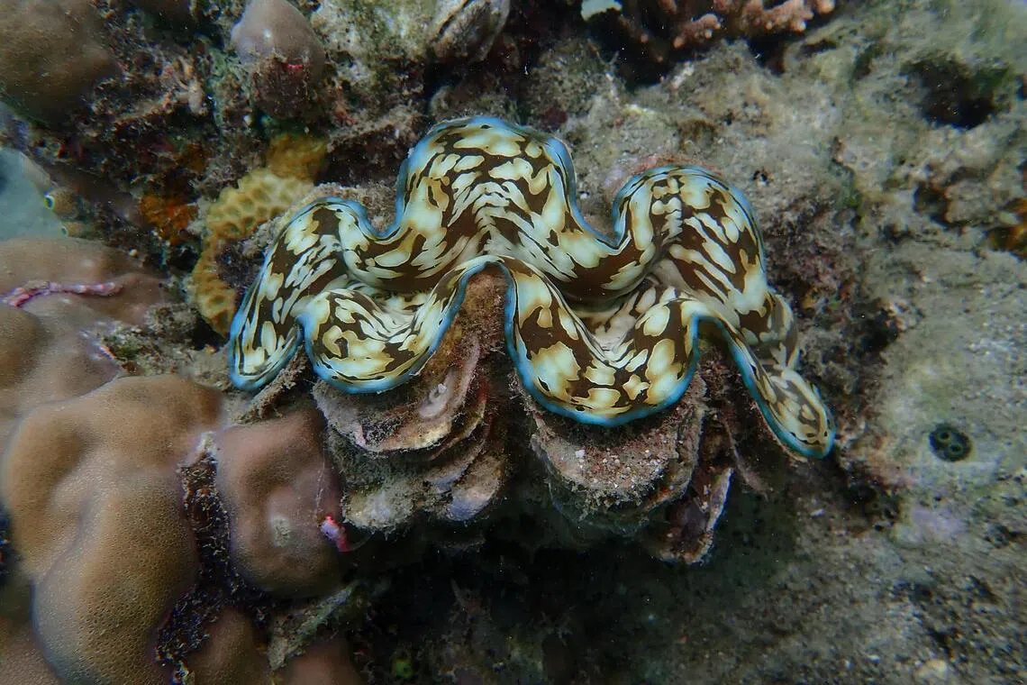A Fluted giant clam in Tioman. Their striking colours result from the contrast between algae inside their flesh and the clam’s natural pigment. 