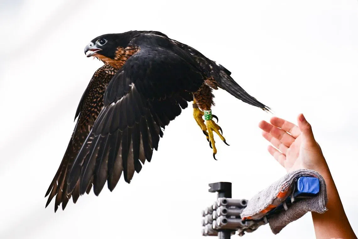 ST20260408-202617200881-Lim Yaohui-Letitia Chen-lcfalcon08/

The peregrine falcon chick released at OCBC Centre on April 8, 2026. 

It was found on the ground yesterday. 

(ST PHOTO: LIM YAOHUI)