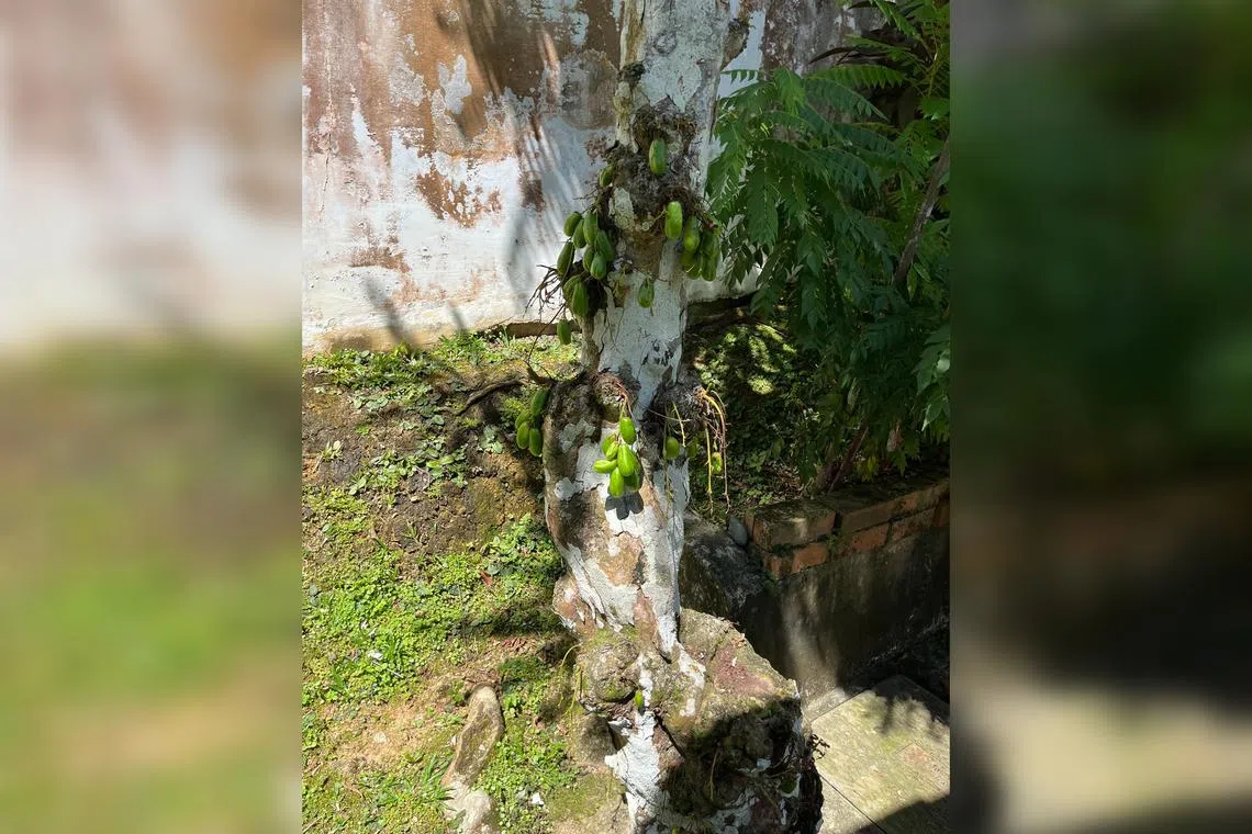 It is common to see lichen on older trees growing in moist environments.