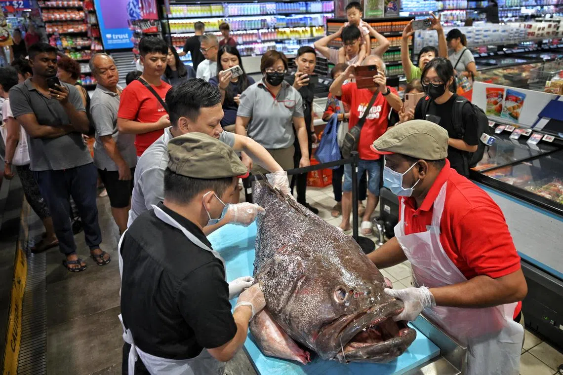 FairPrice staff preparing the giant grouper fish that weighs nearly 100kg to be fileted in front of eager shoppers at  AMK Hub’s FairPrice Xtra on Monday.
