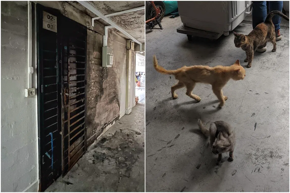 The family had 30 cats and was thinking of giving them away for adoption due to the fire.