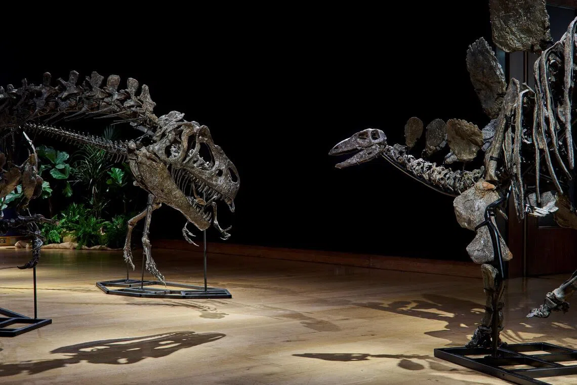 Dinosaur fossils displayed at auction house Christie's in London, Britain.